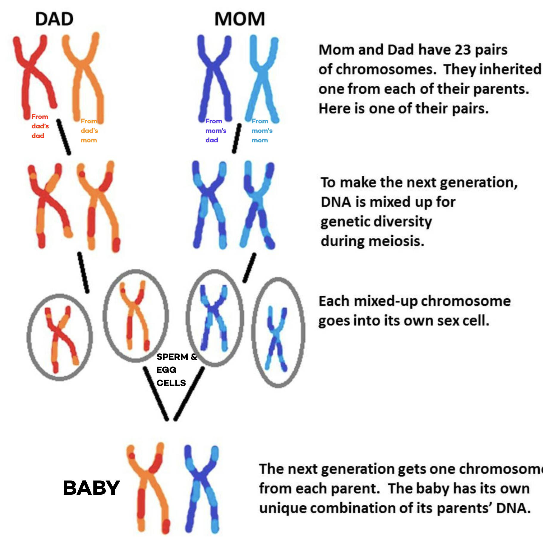 child's gene illustration